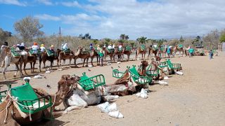 GC-Camello Safari (Maspalomas)-27.jpg